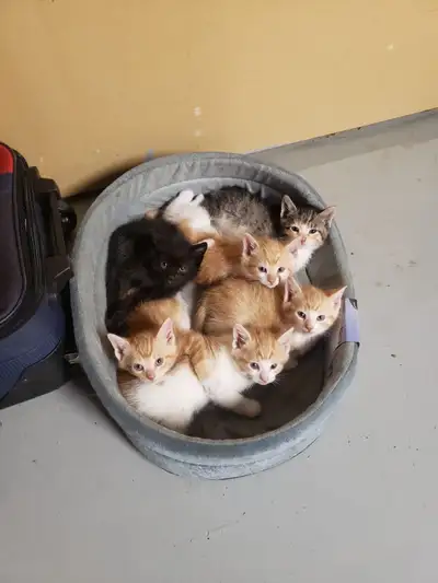 kittens for sale, View more
