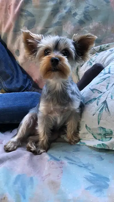 Yorkshire Terrier Pup Purebred RTG $1900, View more