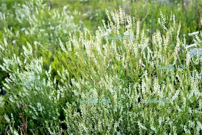 WHITE BLOSSOM SWEET CLOVER, View more