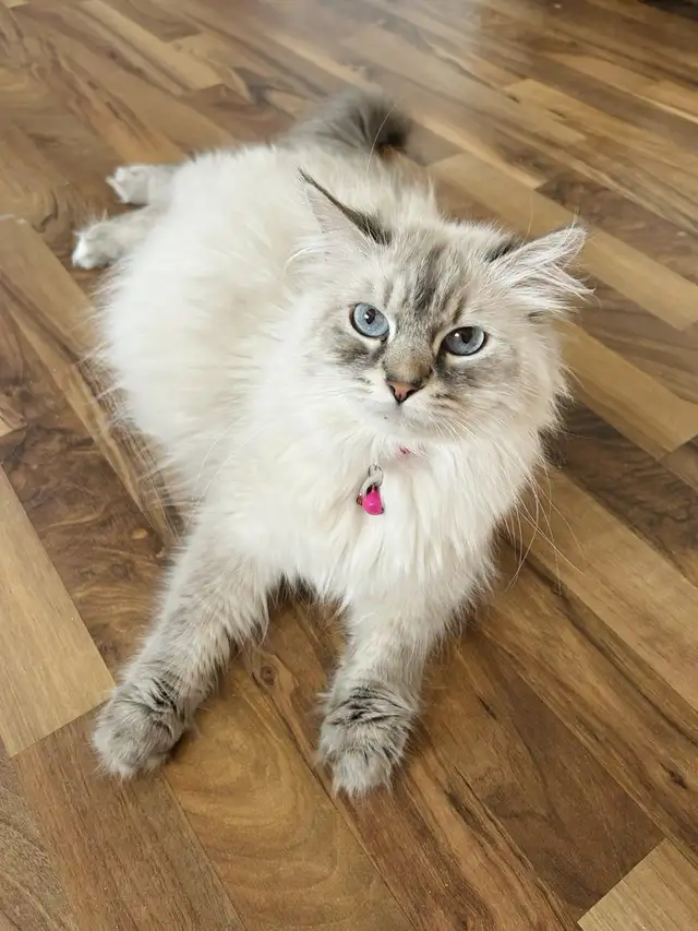 Siberian Kittens - (All Reserved) Purebred and Registered!