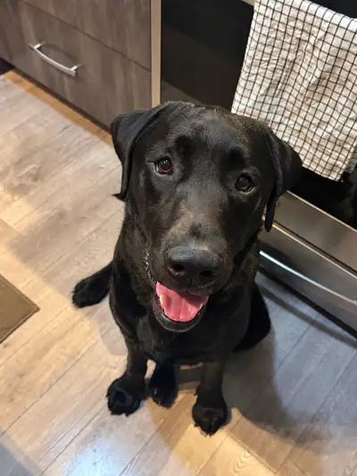 Black Lab Puppy Purebred, View more