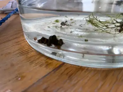 Assassin Snails for sale, View more