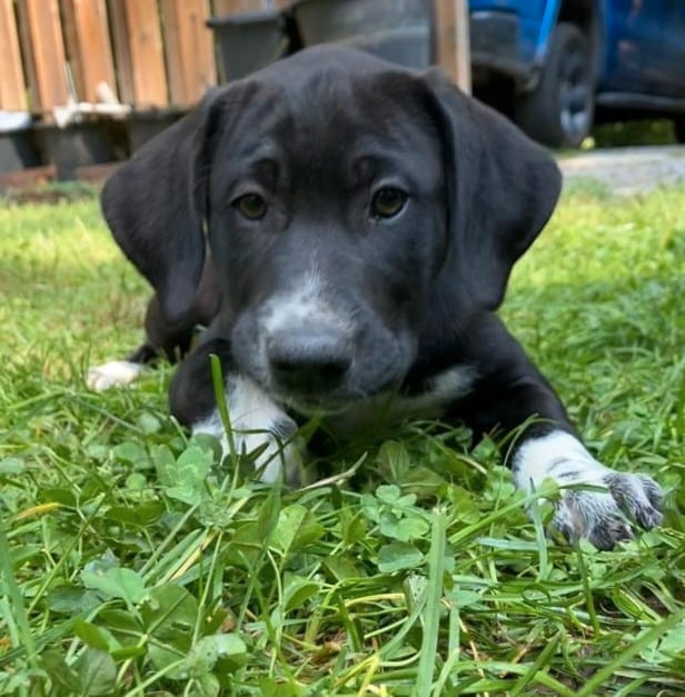 Dalmastiff Puppies ready today! First shots completed! | Dogs & Puppies ...