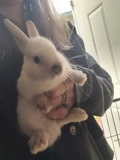 Grey and white friendly Netherland Dwarf male bunny. 2 months old, eating hay and pellets and drinki...