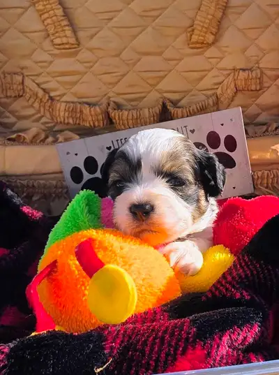 Shihtzu Puppies  Ready Oct 27 FOUR LEFT!, View more