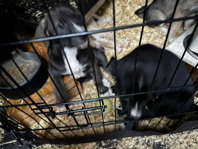 Chio a vendre husky croisé Braque almand Labrador in Dogs & Puppies for Rehoming in Lanaudière - Image 17