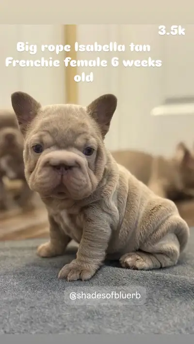 French bulldog puppies, View more