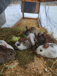 New Zealand/Flemish rabbits 