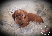 Adorable Cavalier King Charles Puppies