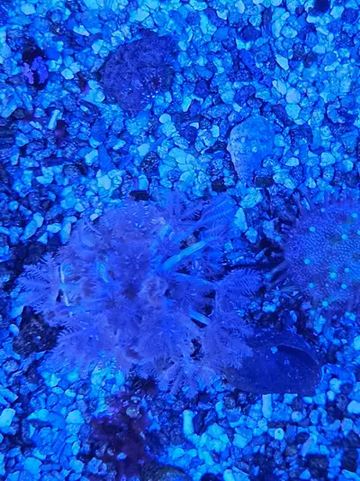 zoanthids coral and pulsing xenia for sale, View more