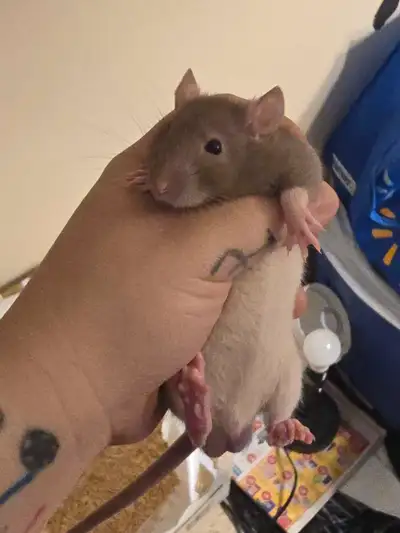 Bluedragon rattery has male rattos, View more