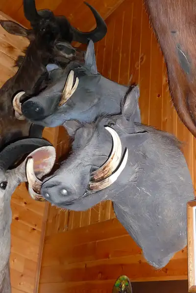 TAXIDERMY WANTED will buy or consign., View more