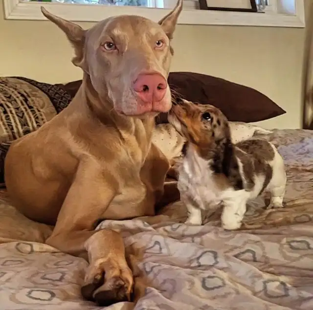 RED MALE DOBERMAN ONLY 3 LEFT in Dogs & Puppies for Rehoming in Calgary - Image 4