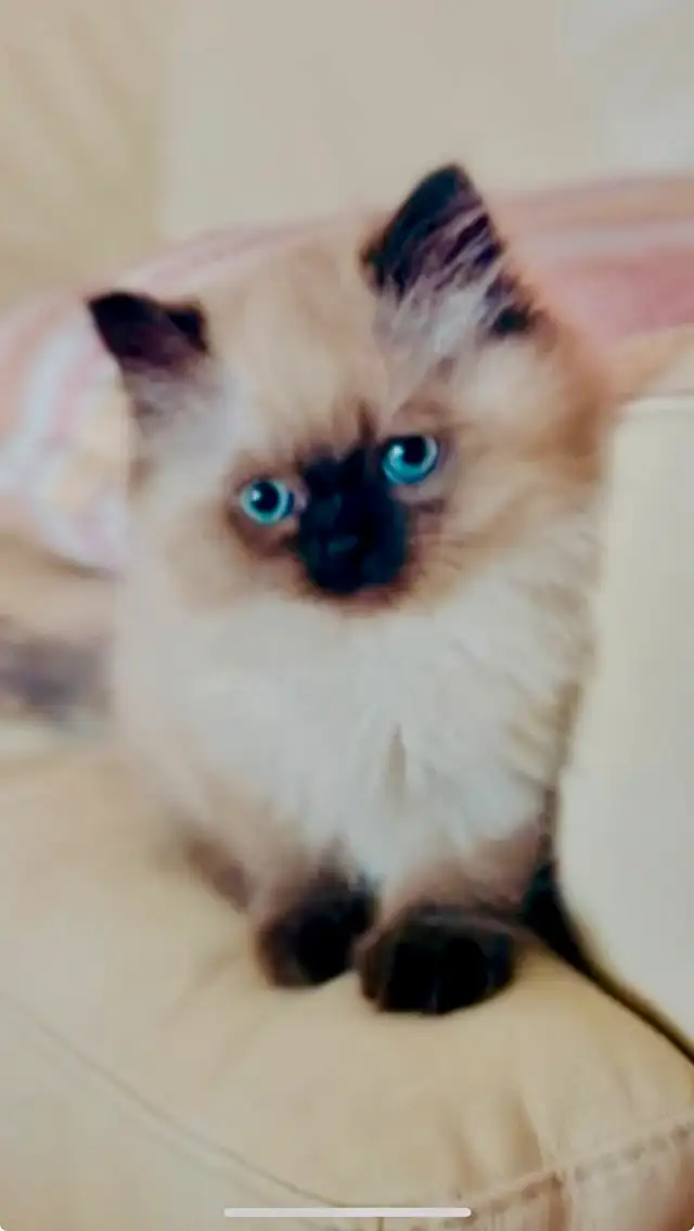 LOVECATS TICA reg. Cattery: Persian Himalayans and Himalayan in Cats & Kittens for Rehoming in Kingston - Image 4