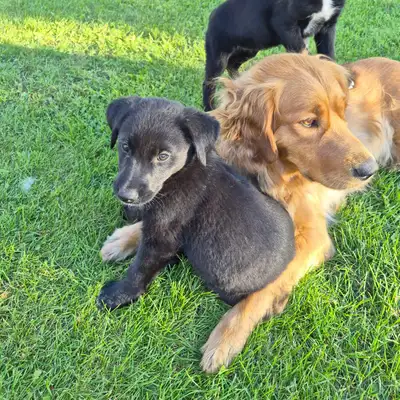 Cute & Playful Golden Retriever MixPuppies, View more