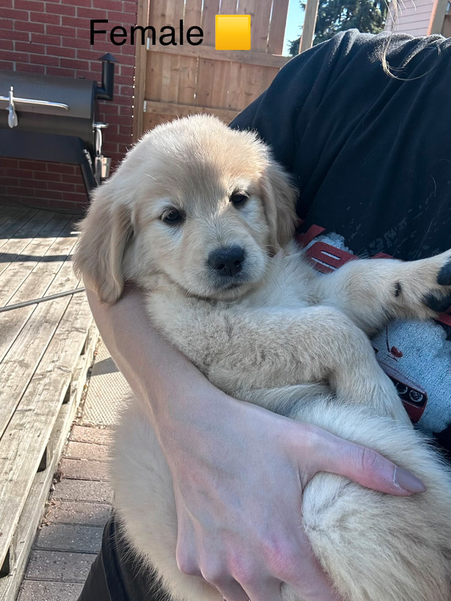 pure bred golden retrievers in Dogs & Puppies for Rehoming in Windsor Region - Image 4