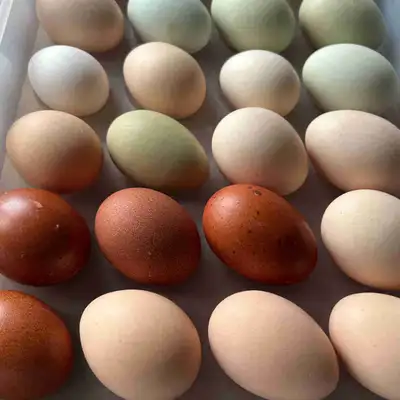 Black copper maran and lavender Orpington hatching eggs, View more