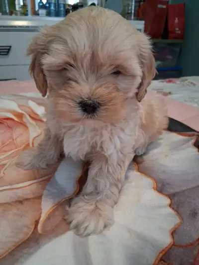 Very adorable Poodle mix ready to go to a new home, View more