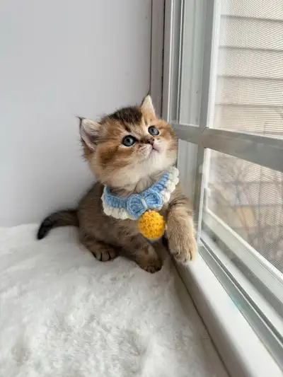 CCA & CFA Registered Cattery — Rehoming BSH Kittens, View more