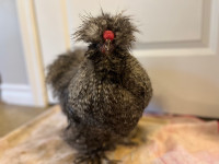 Cuckoo silkie chicks