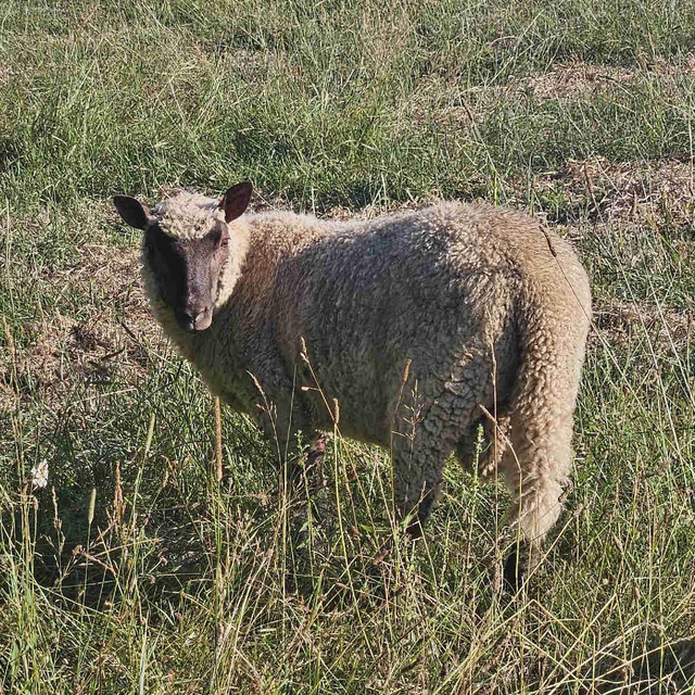 Halal Lambs/Sheep in Livestock in Kawartha Lakes