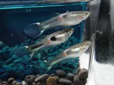 Pindi Black Bar Endler's Guppy, View more