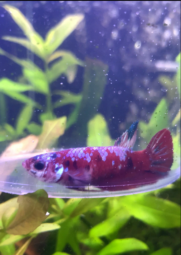 Koi• Betta • Now $20. in Fish for Rehoming in Leamington - Image 3