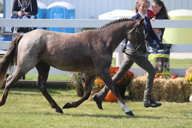 Sec B Welsh Pony Stallion in Horses & Ponies for Rehoming in City of Toronto - Image 7
