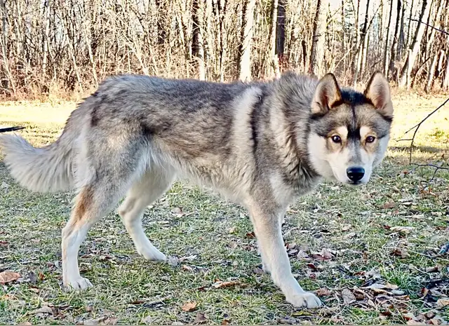 TAMASKAN PUPS (Ultimate Shepsky) in Dogs & Puppies for Rehoming in Edmonton - Image 7