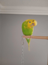 Budgies needed of a good home