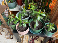 Jade Plants for sale