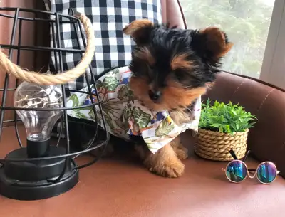 Bienvenue chez Tatty Toutou une passionnée de ses petits amours. En ce moment, j’ai un magnifique pe...