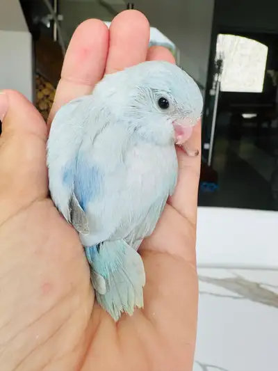 super friendly and handtame parrotlet babies , View more