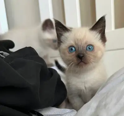 Kittens looking for they're forever home., View more