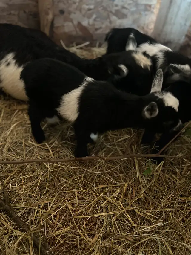 registered ND buckling in Livestock in Moncton - Image 2