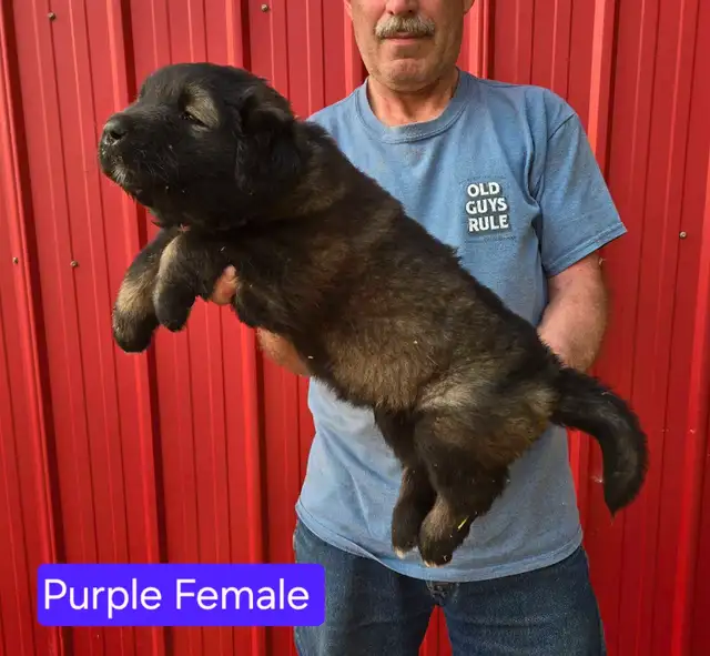 **Caucasian Shepherd Puppies** 100% Purebred in Dogs & Puppies for Rehoming in Winnipeg - Image 3