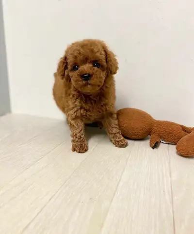 CKC Toy Poodle Puppies Available , View more