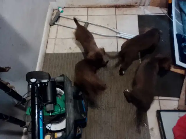 mastiff puppies  in Dogs & Puppies for Rehoming in Ottawa - Image 7