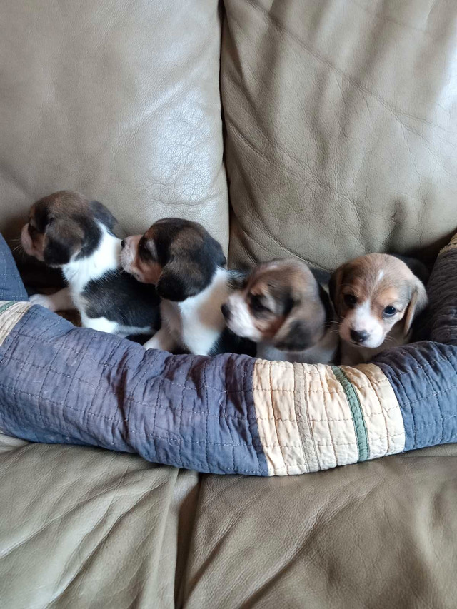 chiots beagle Pocket tricolore dans Chiens et chiots à adopter  à Longueuil/Rive Sud - Image 4