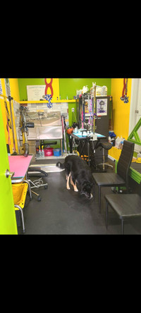 Dog grooming in Scarborough 