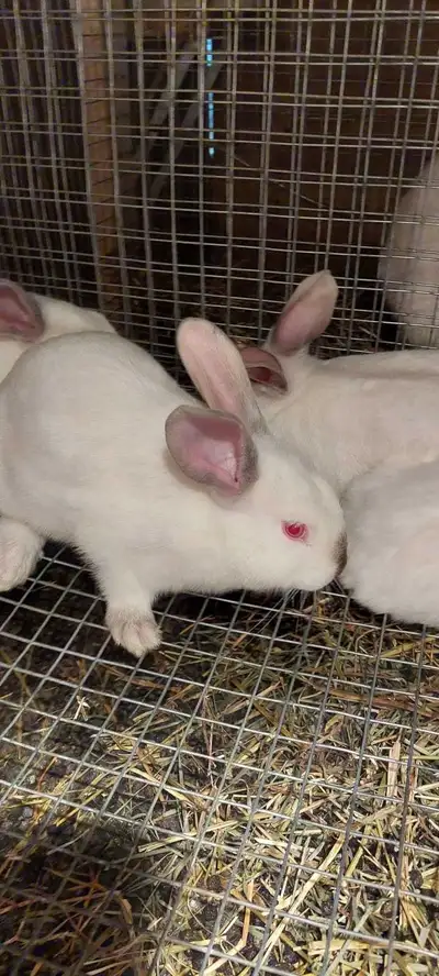 California/New Zealand rabbits for sale 5 Available for $25 each or $100 for all 5 Raised for meat/p...