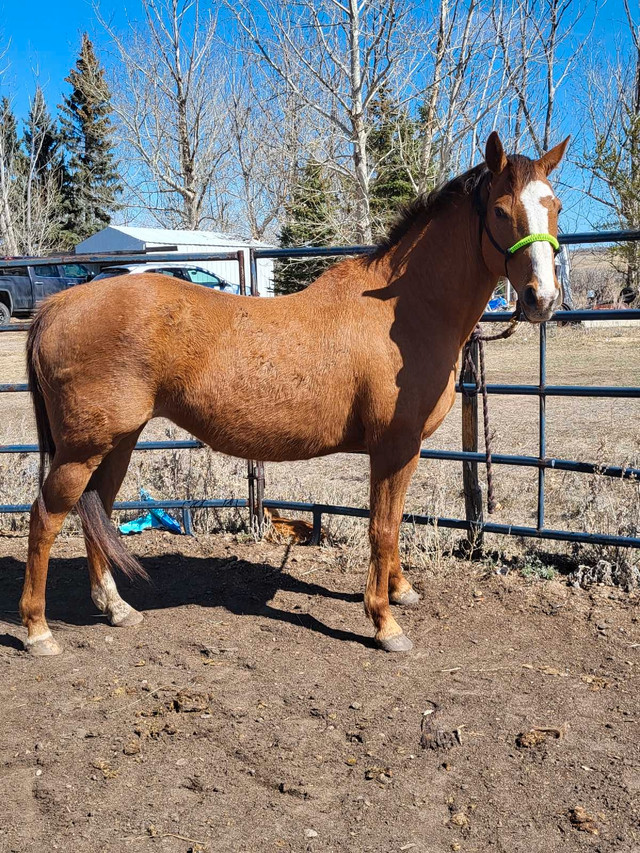 8 year old TB x QH grade mare  in Horses & Ponies for Rehoming in Lloydminster