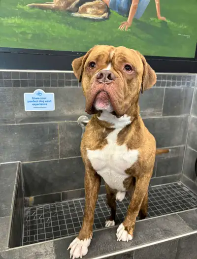 Loving Home Needed: Presa Canario x Cane Corso Mix, View more