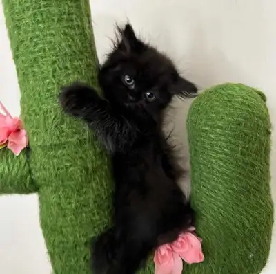 hypoallergenic Siberian kittens, View more