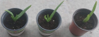 Aloe Vera Plants ($5 each)