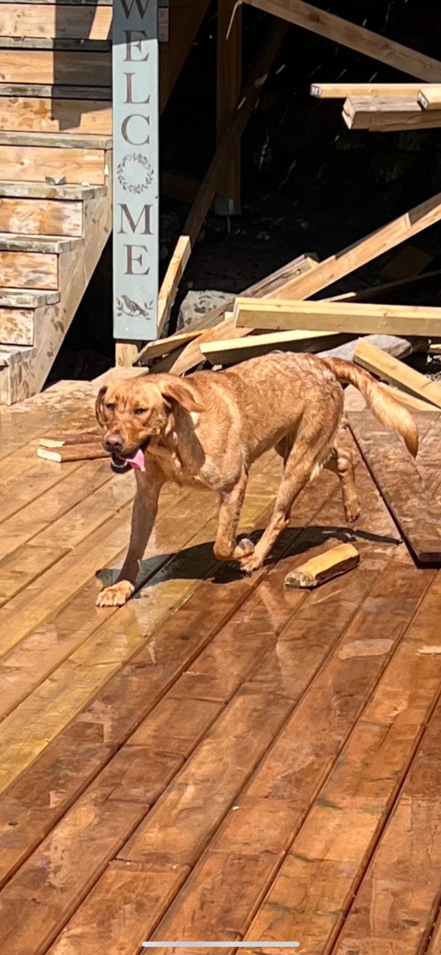 Fox Red Labrador & Charcoal Lab Female | Dogs & Puppies for Rehoming