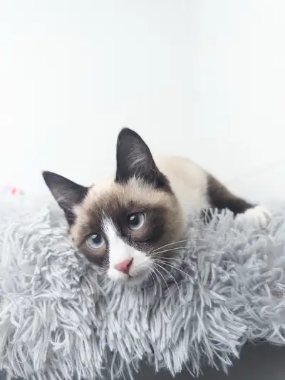 Seal Point Bicolor Snow Shoe Kitten, View more