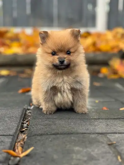 Pomeranian Puppy’s (beige and black), View more