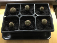 6 Cactus à Vendre