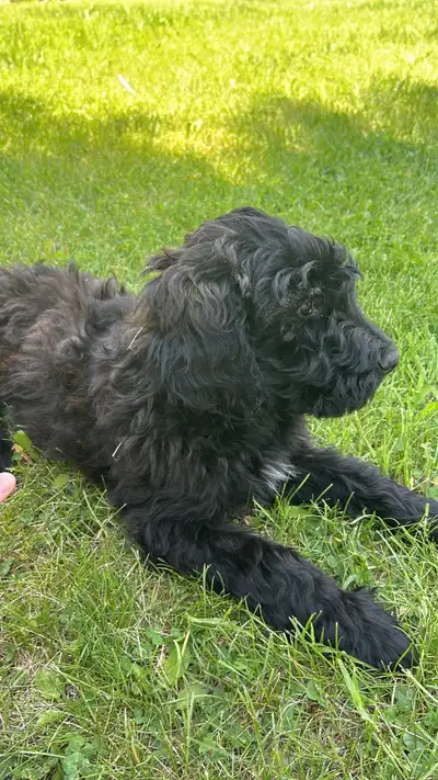 one female puppy bouvier cross poodle, View more